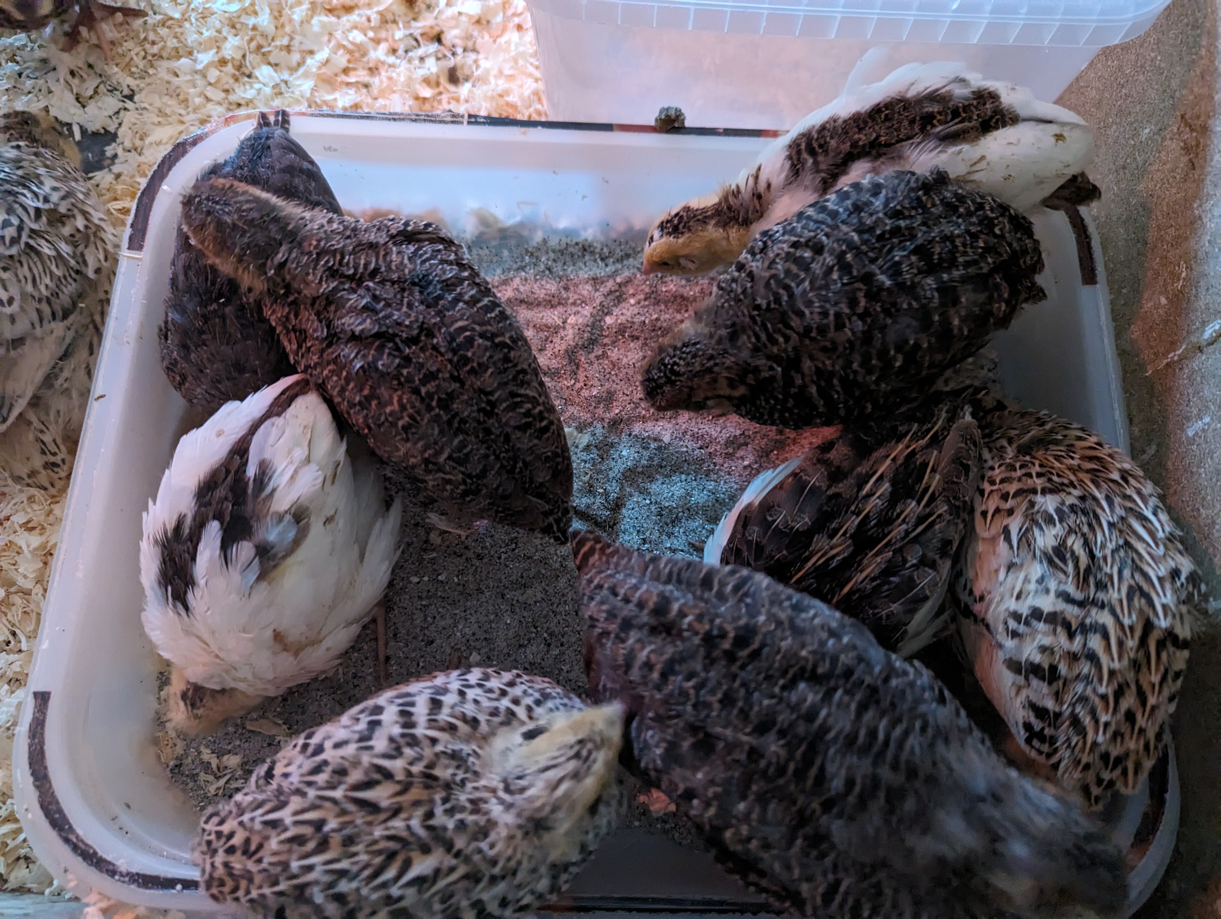 PXL_20240217_142821483.MP